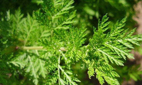 Artemisinin 98% Powder